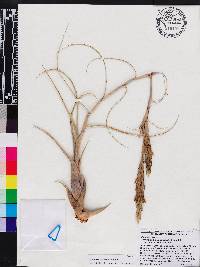 Tillandsia balbisiana image