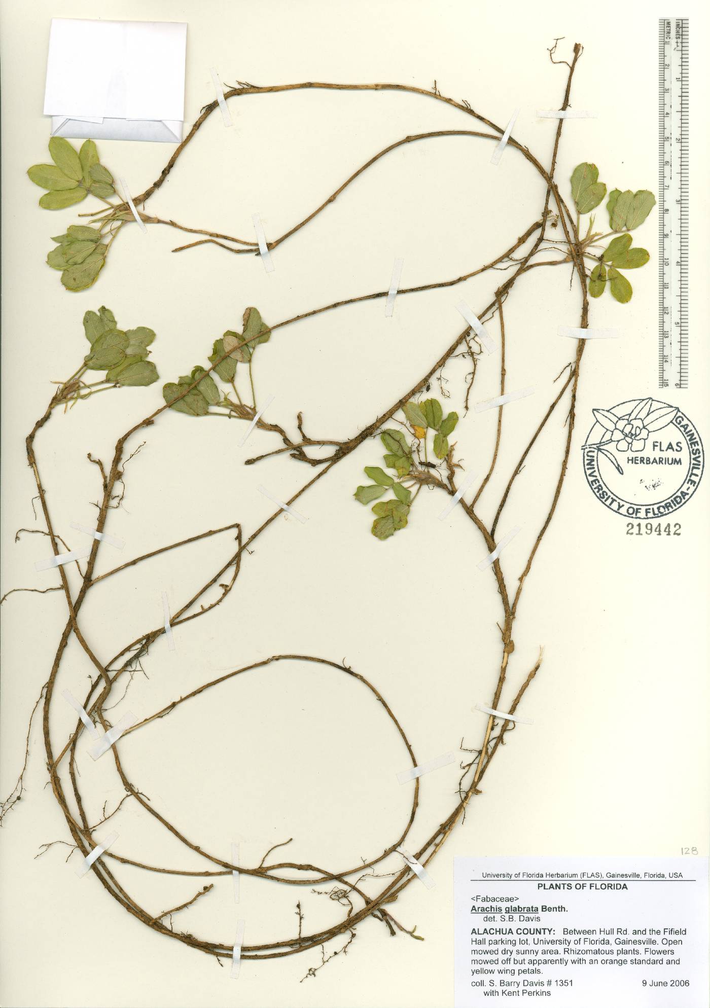 Arachis glabrata image