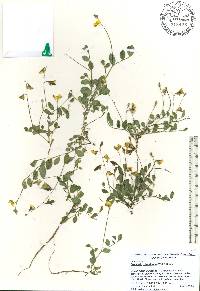 Crotalaria rotundifolia image