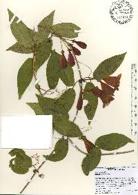 Bignonia capreolata image