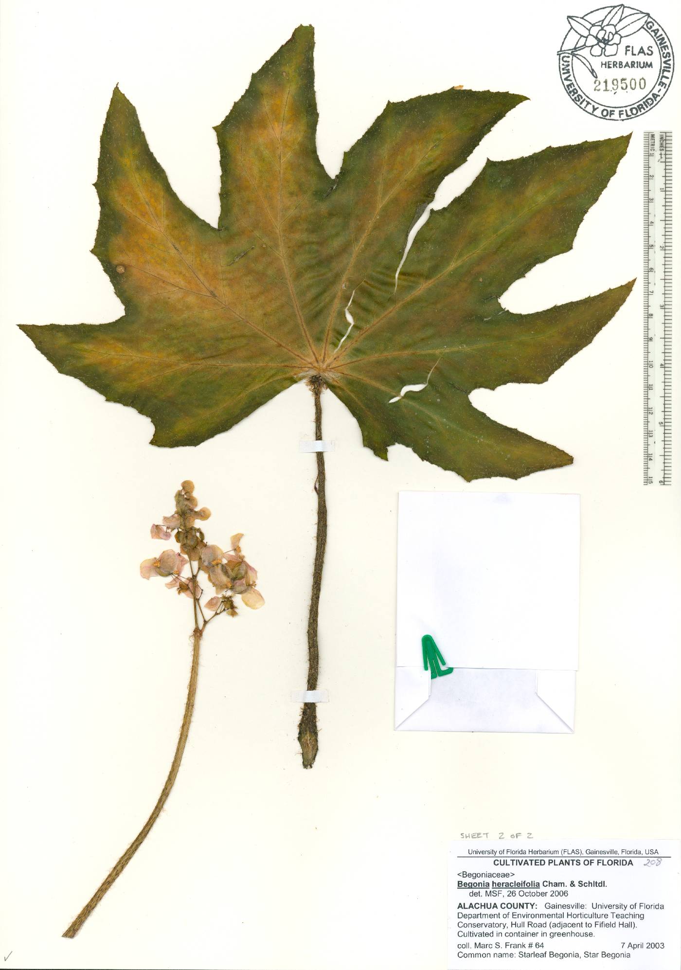 Begonia heracleifolia image