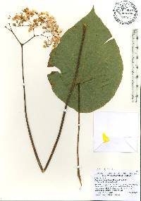Begonia nelumbiifolia image
