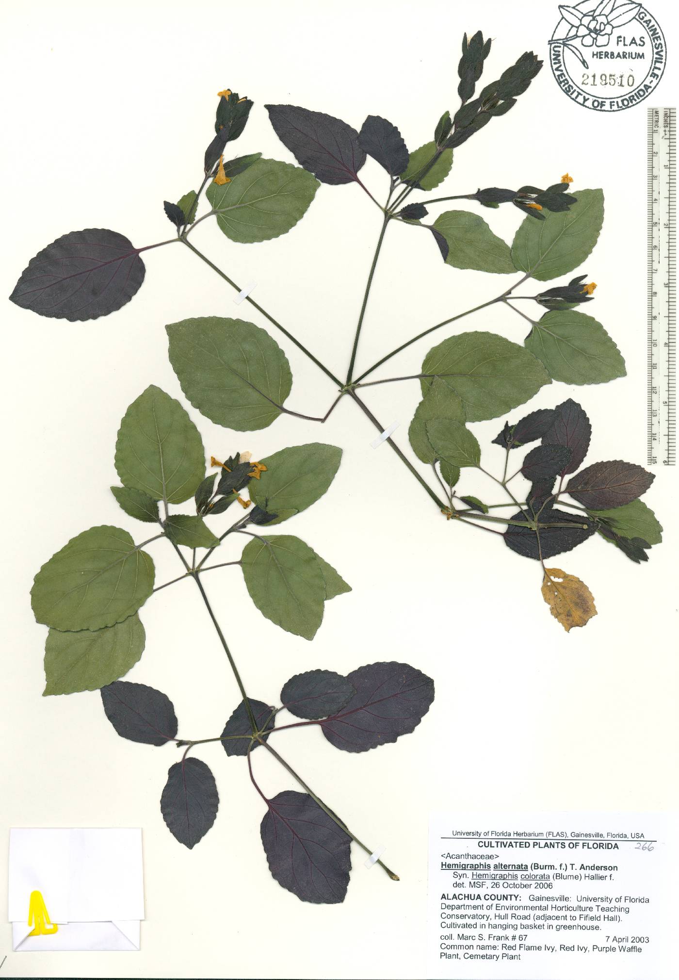 Strobilanthes alternata image
