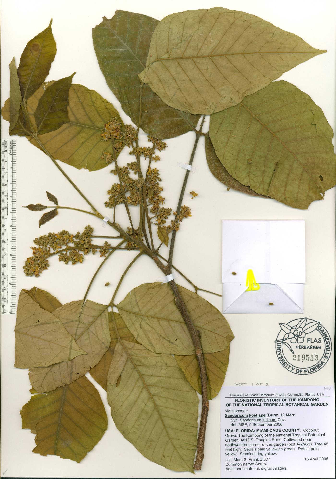 Sandoricum koetjape image