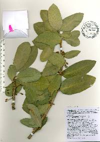 Garcinia livingstonei image