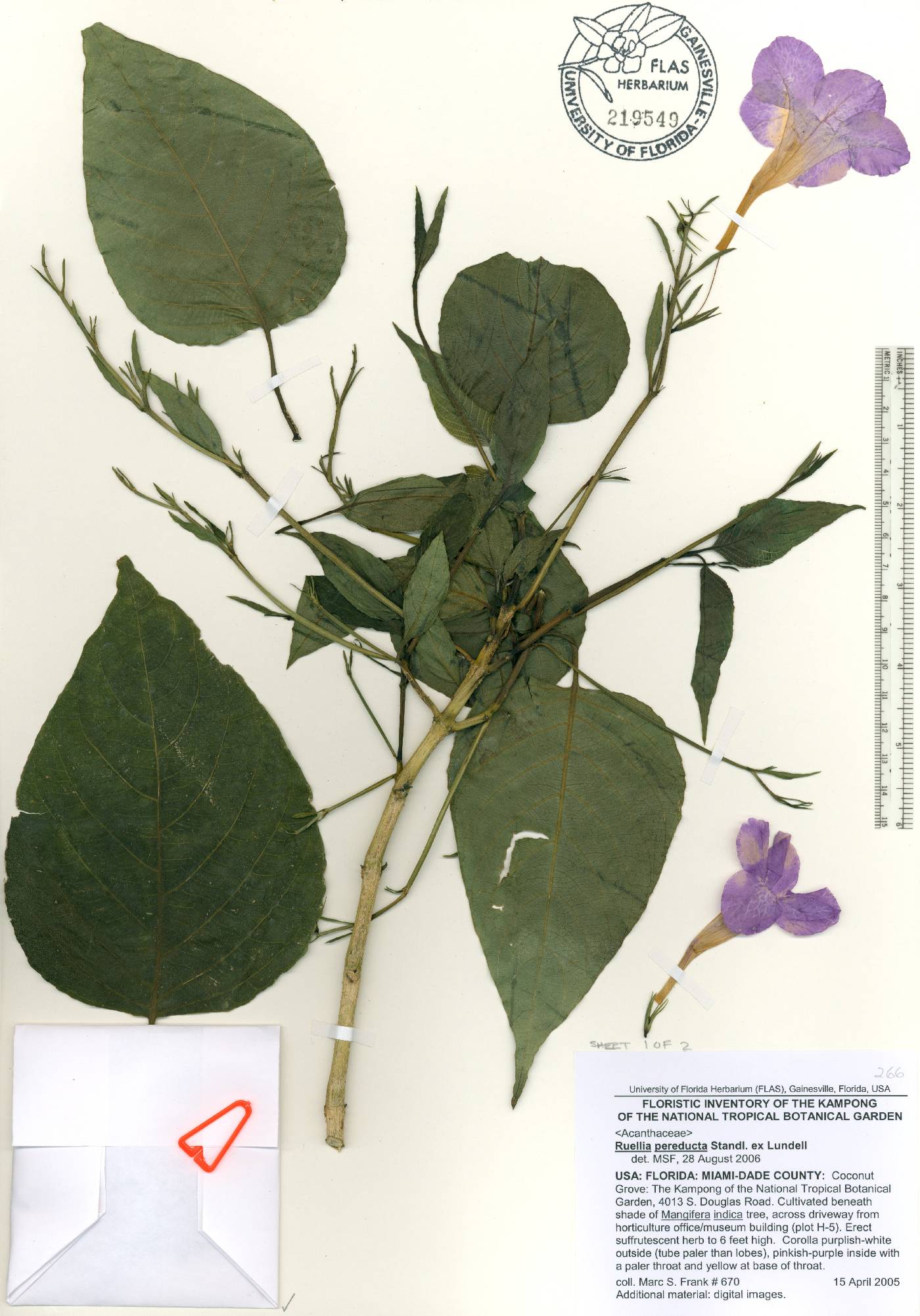 Ruellia breedlovei image