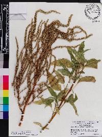 Amaranthus australis image