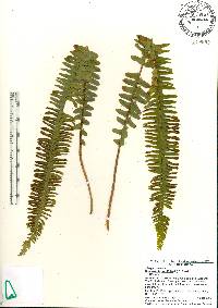 Nephrolepis cordifolia image