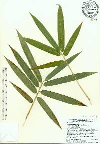 Bambusa pervariabilis image
