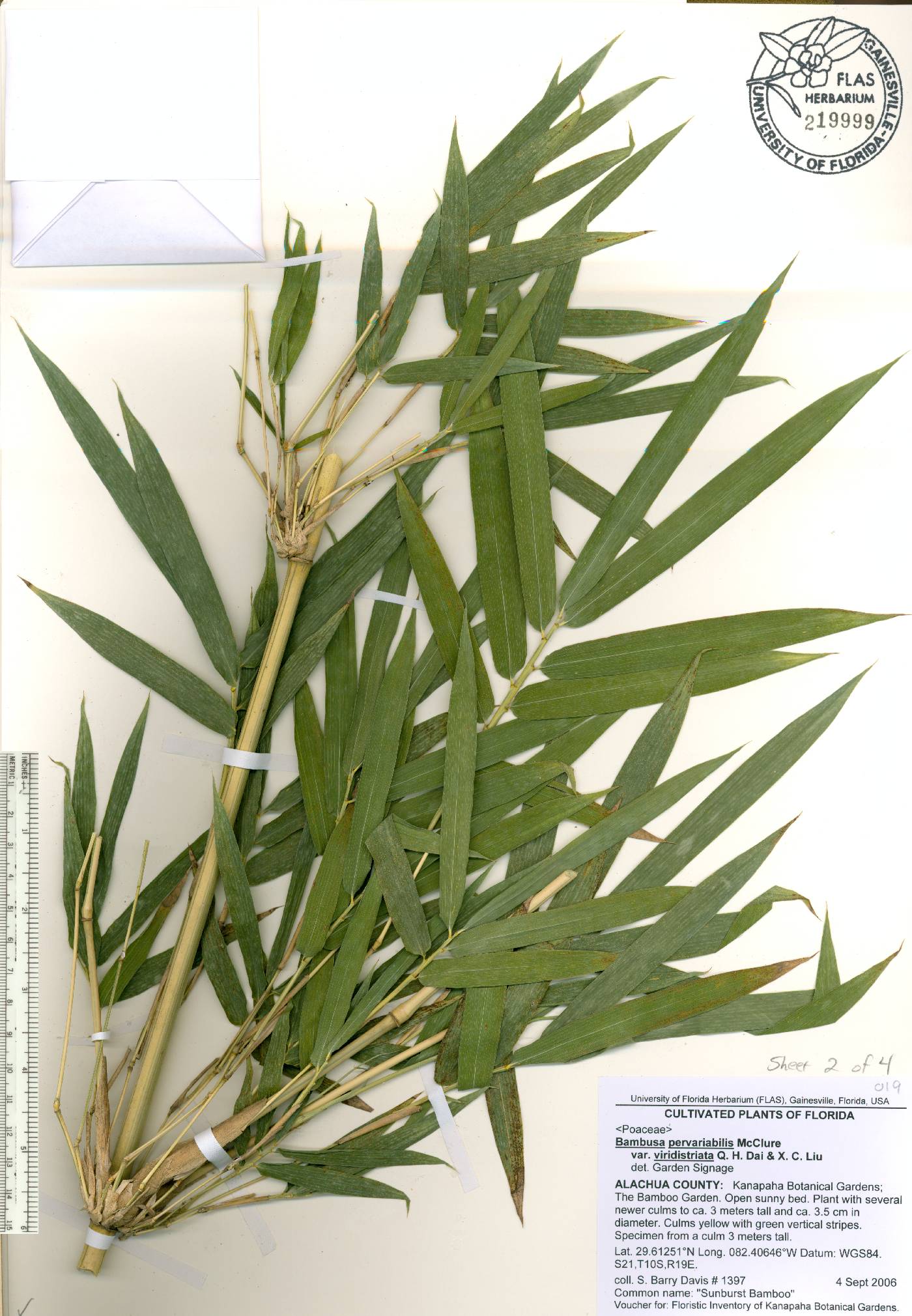 Bambusa pervariabilis image