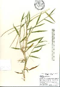 Digitaria ciliaris image