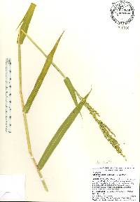 Urochloa texana image