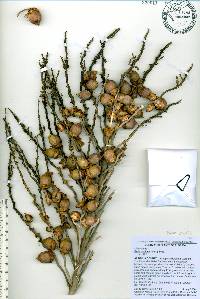 Butia capitata image