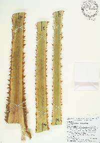 Washingtonia filifera image