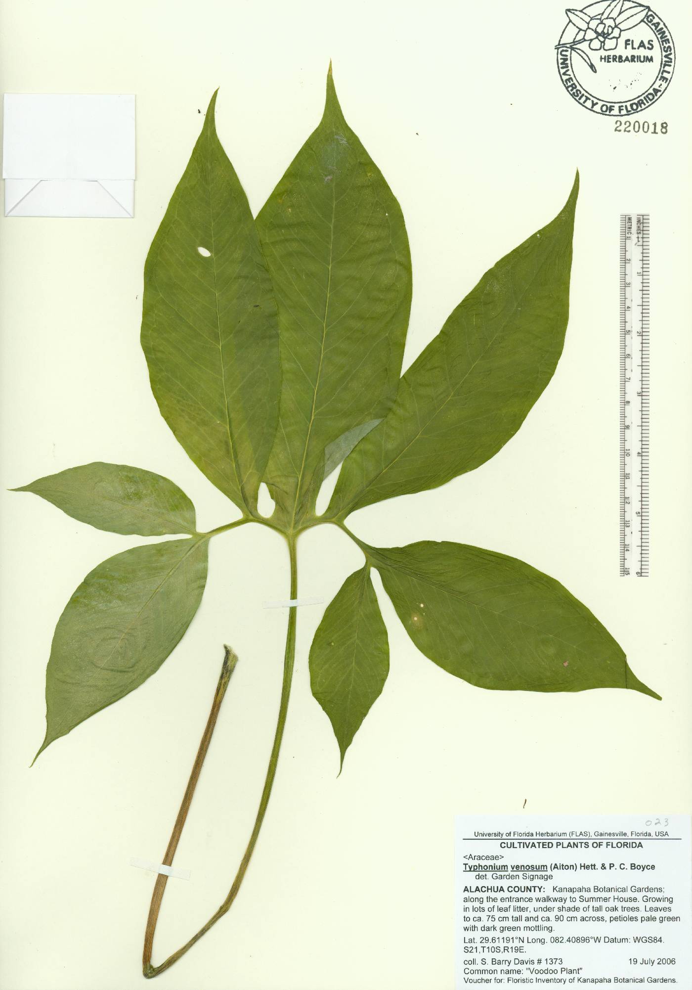 Sauromatum venosum image