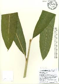 Alpinia galanga image