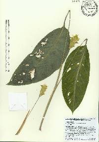 Image of Goeppertia albertii