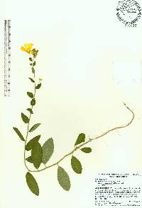 Piriqueta cistoides subsp. caroliniana image