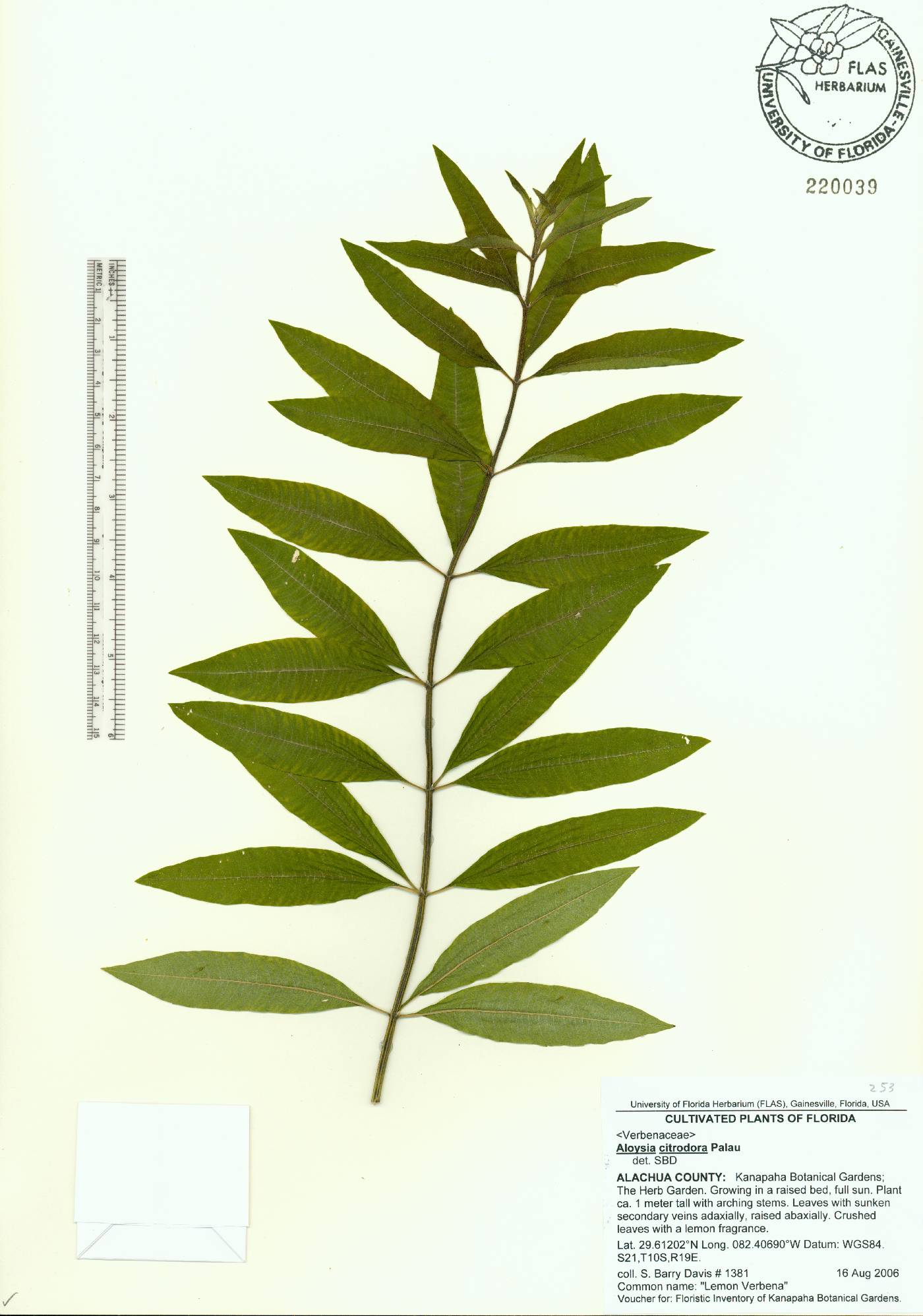 Aloysia triphylla image