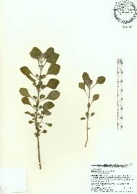 Coleus cylindraceus image