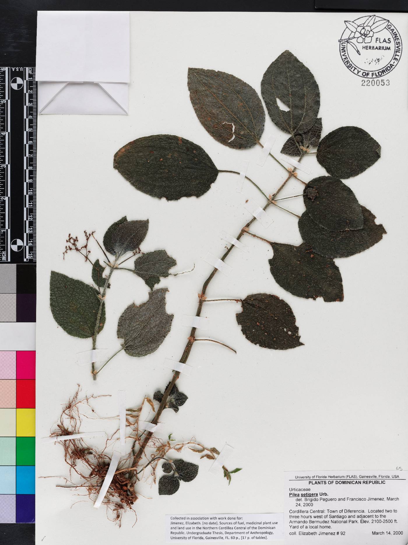 Pilea setigera image