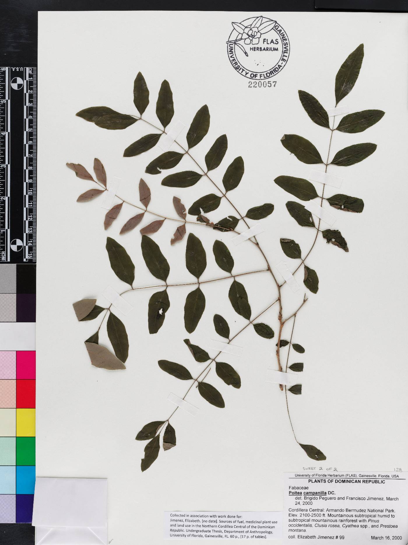 Poitea image
