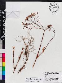 Image of Begonia bolleana