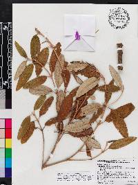 Miconia longicollis image