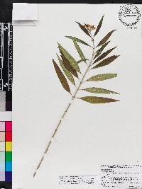 Asclepias nivea image