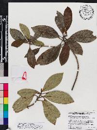 Suberanthus brachycarpus image