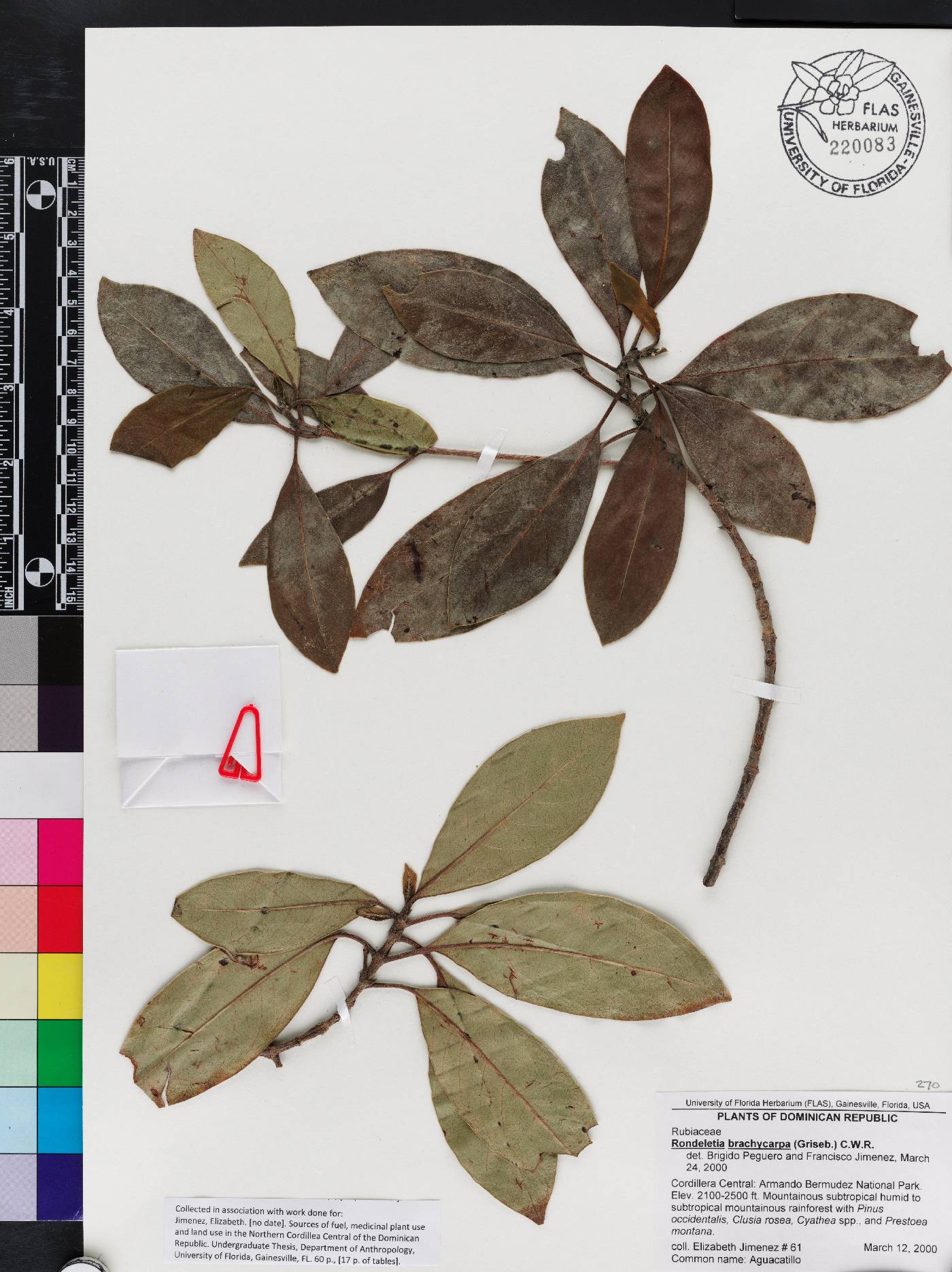 Suberanthus brachycarpus image