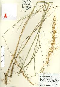 Sorghastrum secundum image