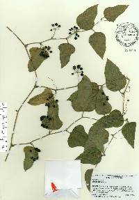 Smilax tamnoides image