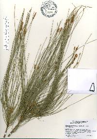 Casuarina equisetifolia image