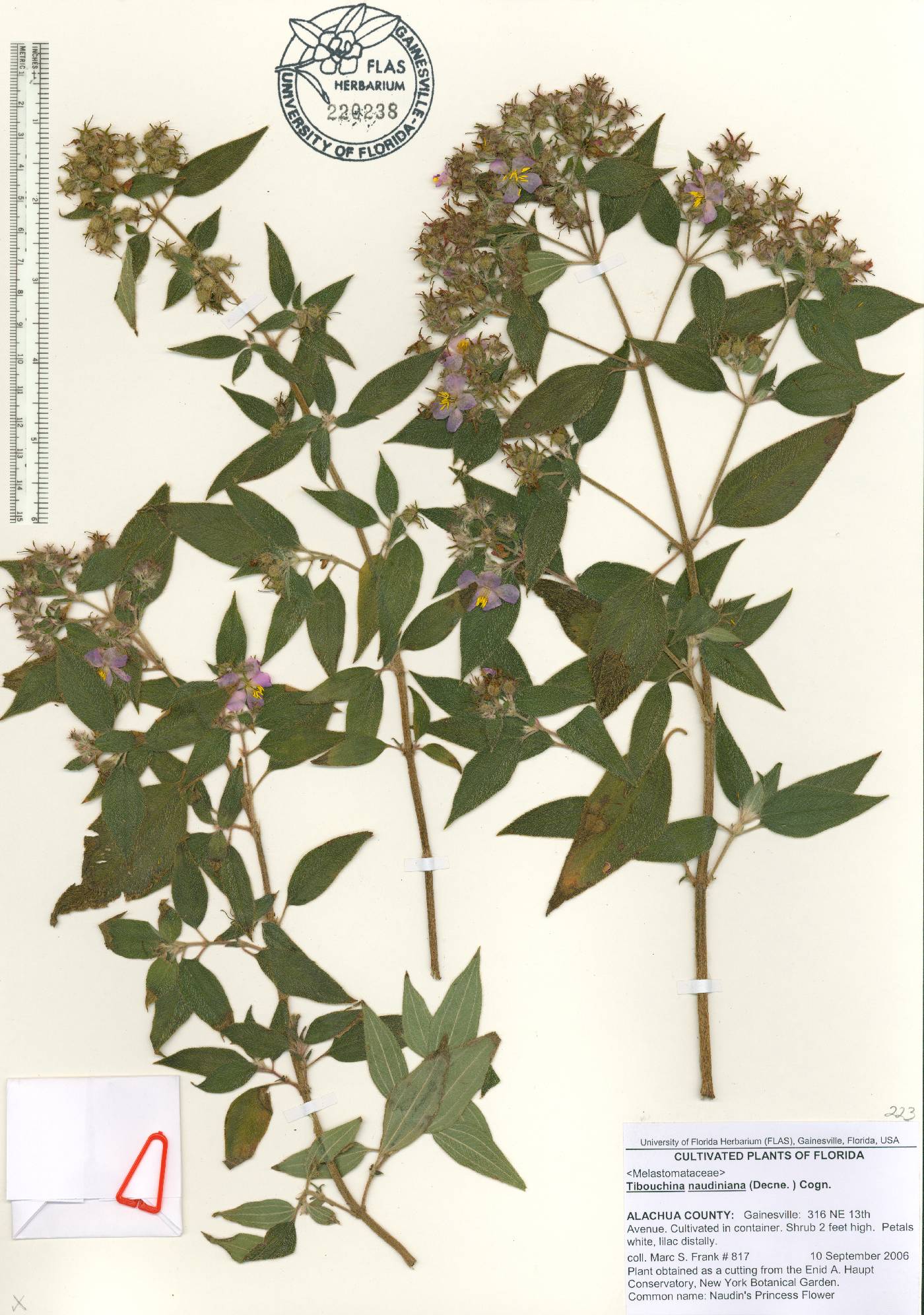 Chaetogastra naudiniana image
