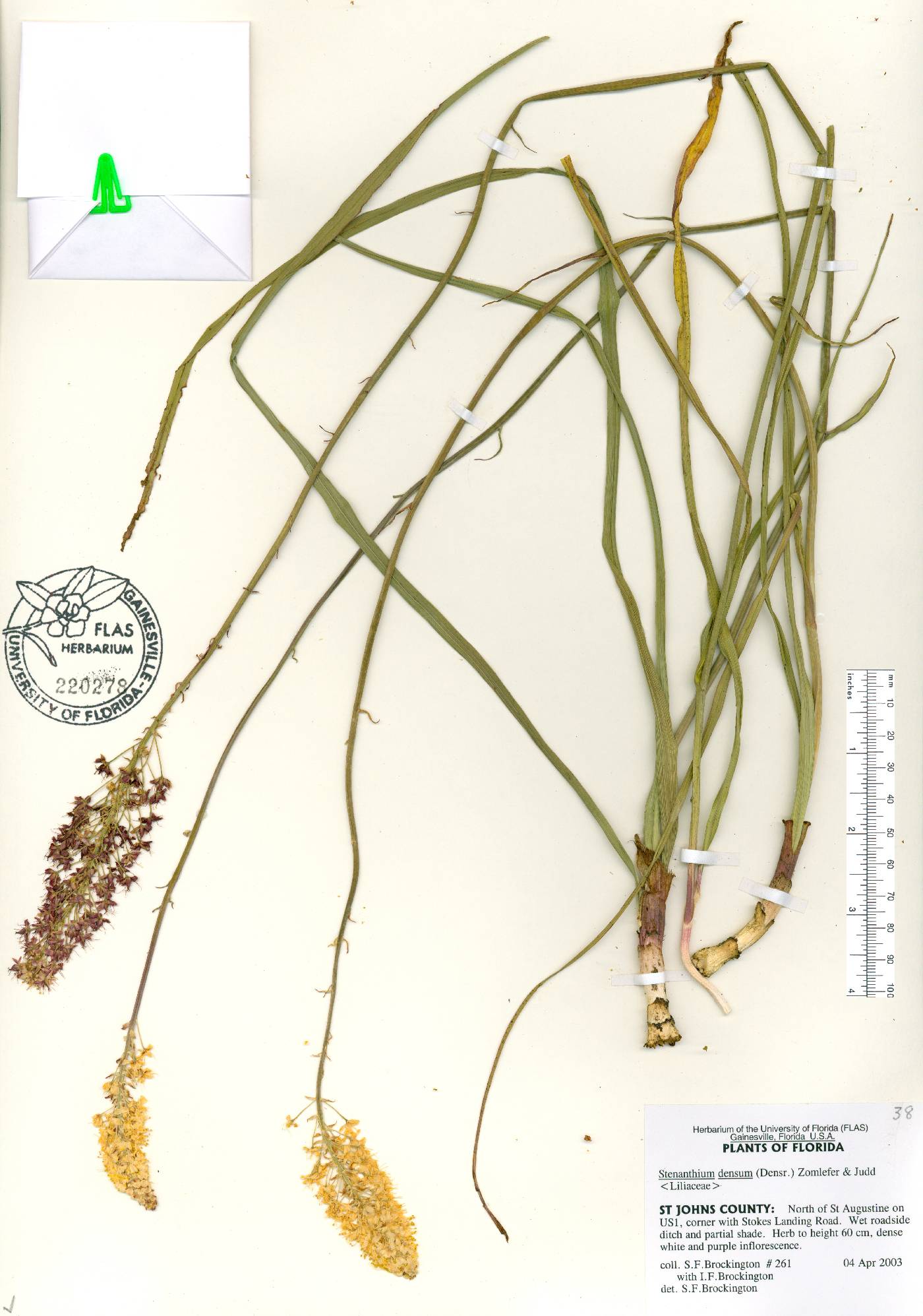 Stenanthium densum image