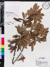 Myrica cerifera image