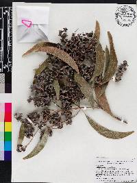 Acacia auriculiformis image