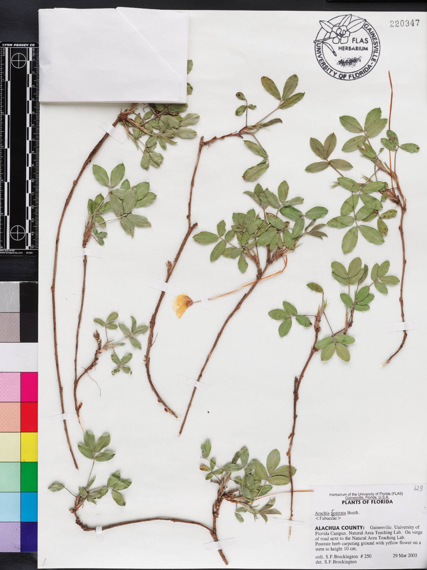 Arachis prostrata image