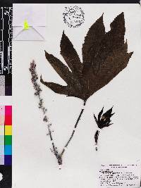 Ricinus communis image