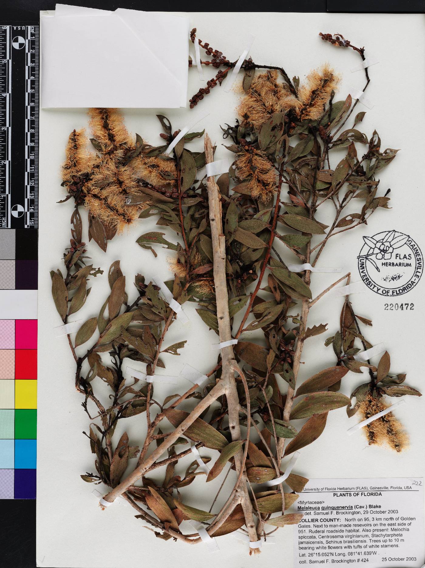 Melaleuca quinquenervia image