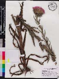 Cirsium horridulum image