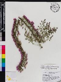 Liatris gracilis image