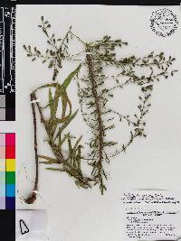 Liatris gracilis image