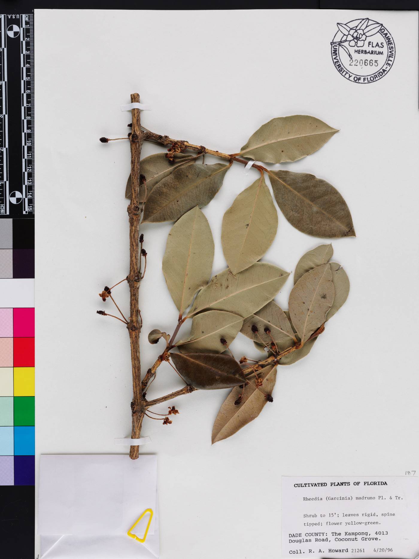 Garcinia madruno image