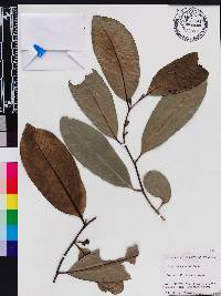 Diospyros digyna image