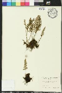 Pleopeltis polypodioides image
