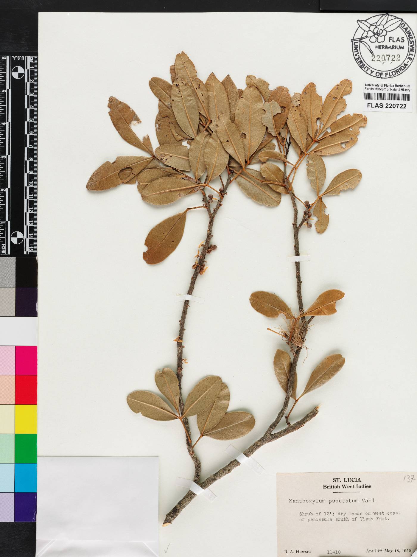 Zanthoxylum punctatum image