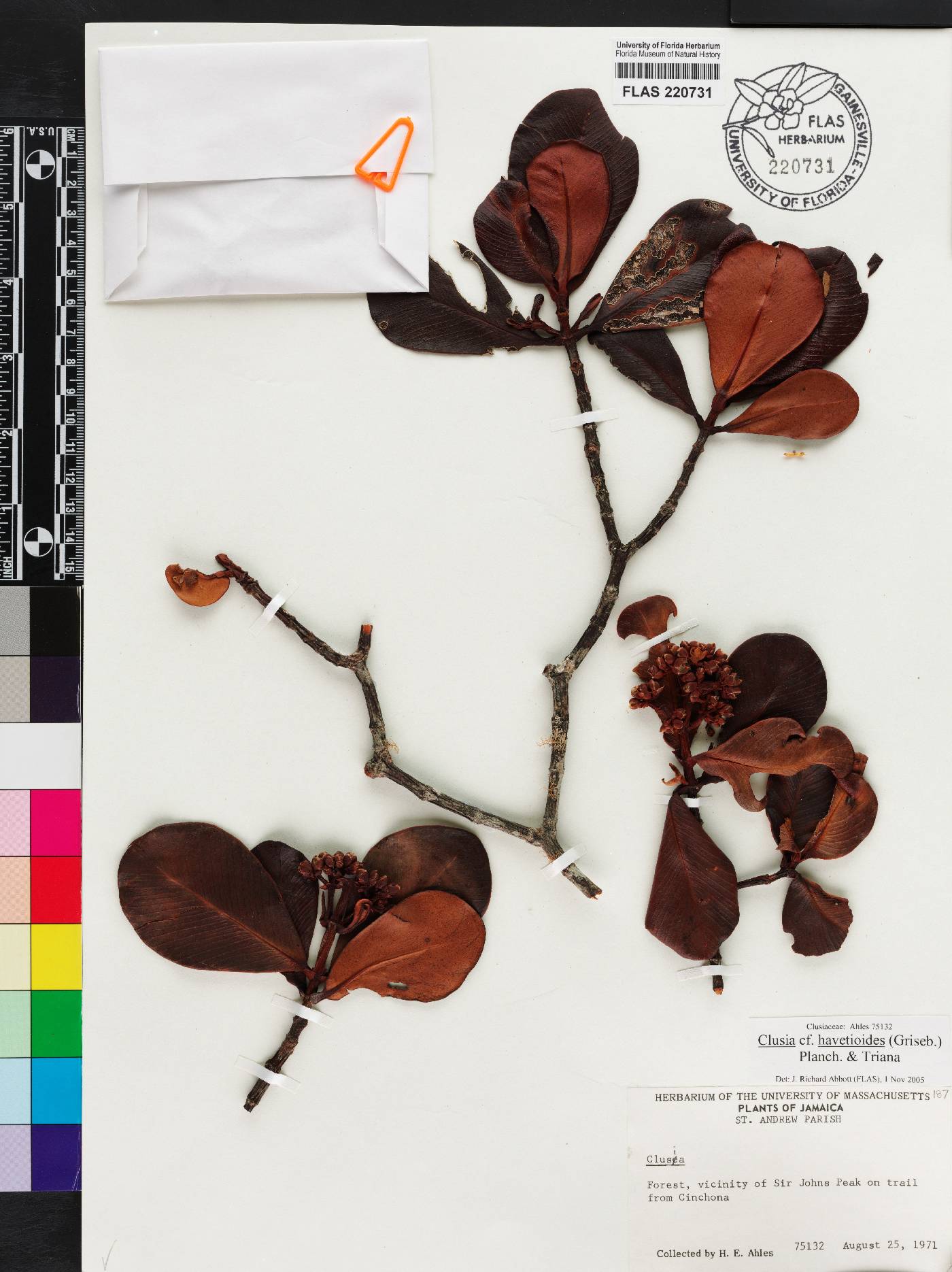 Clusia havetioides image