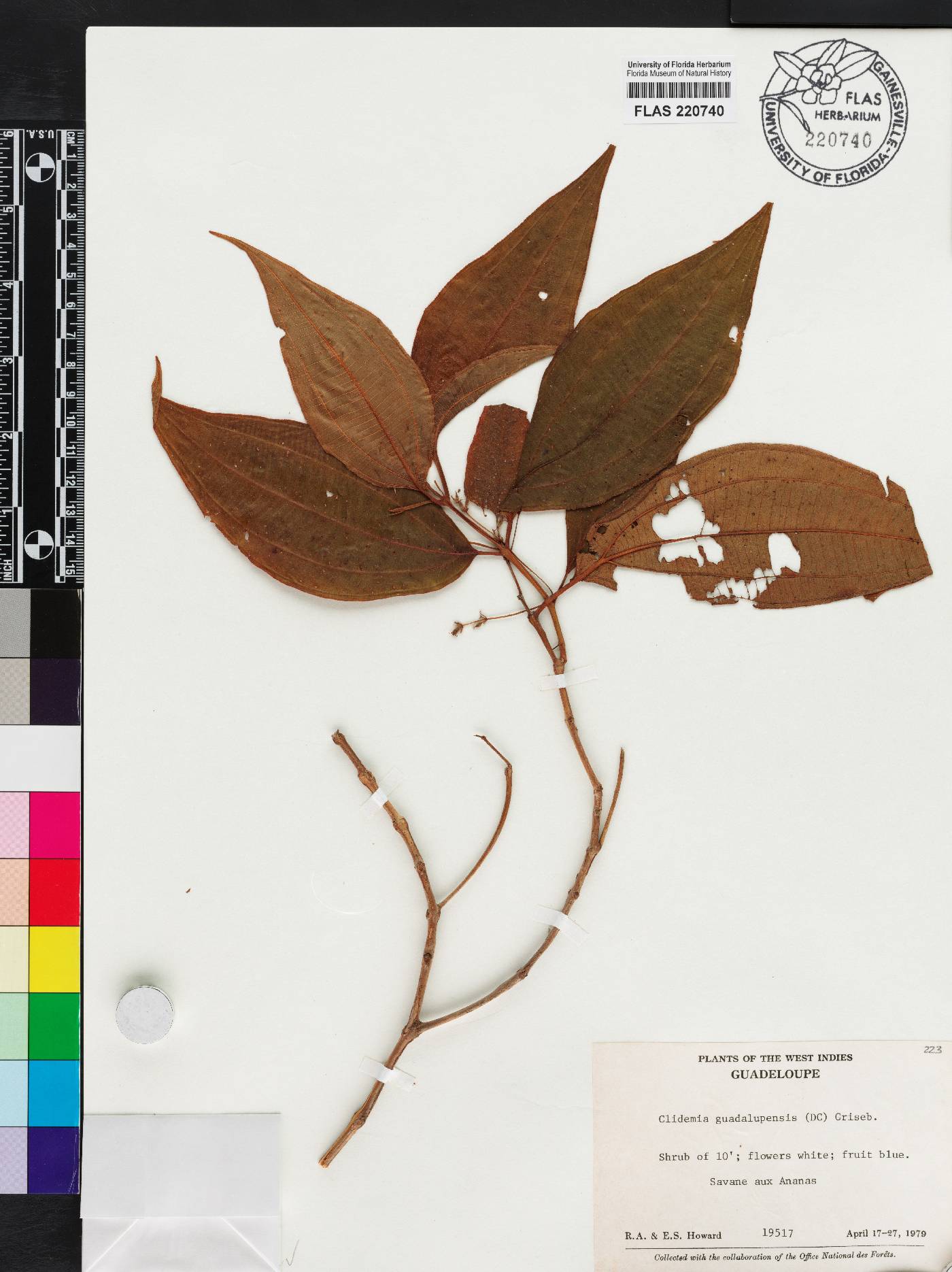 Miconia guadalupensis image